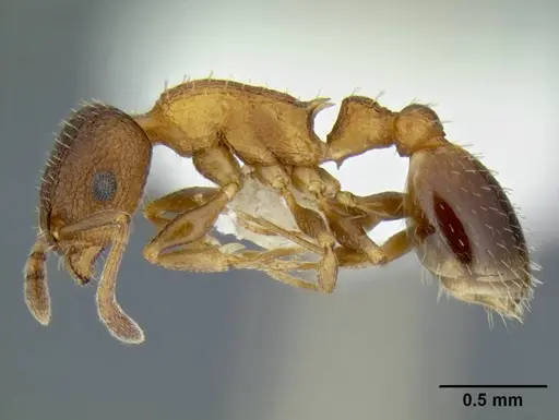 Temnothorax caguatan - CASENT0339286