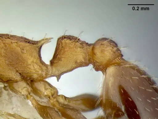 Temnothorax caguatan - CASENT0339286