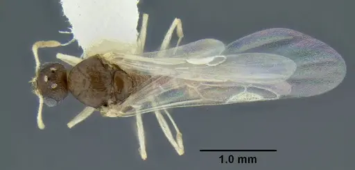 Temnothorax caguatan - CASENT0339304