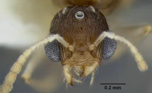 Temnothorax caguatan - CASENT0339304