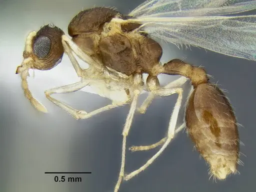 Temnothorax caguatan - CASENT0339304