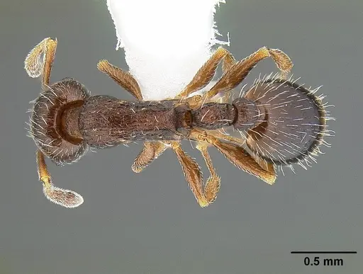 Temnothorax caguatan - CASENT0844364