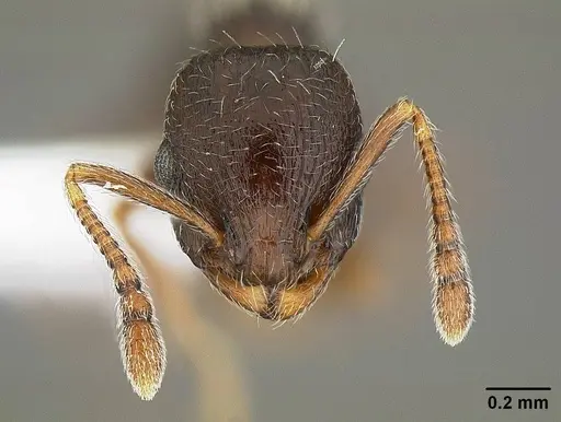 Temnothorax caguatan - CASENT0844364