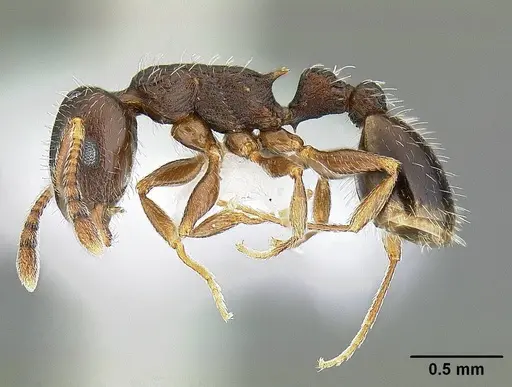 Temnothorax caguatan - CASENT0844364
