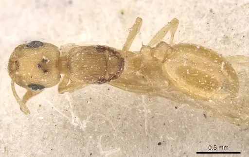Temnothorax canescens specimen