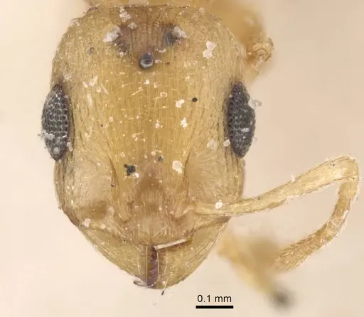 Temnothorax canescens specimen