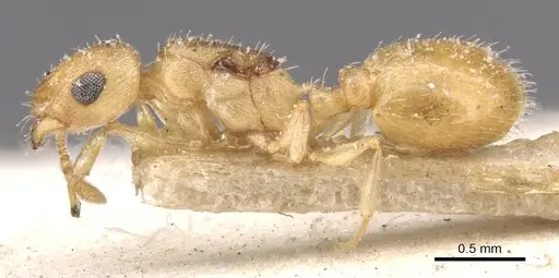 Temnothorax canescens specimen