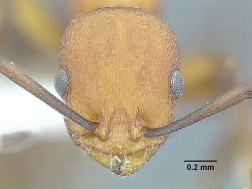 Temnothorax casanovai specimen