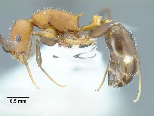 Temnothorax casanovai specimen
