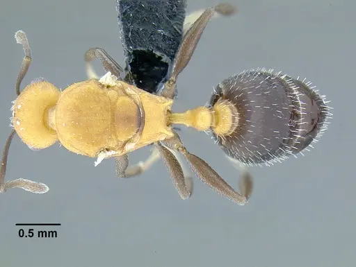 Temnothorax casanovai - LACMENT323464