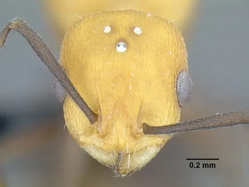 Temnothorax casanovai - LACMENT323464