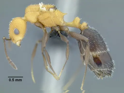 Temnothorax casanovai - LACMENT323464