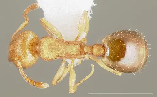 Temnothorax chandleri specimen