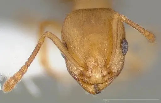 Temnothorax chandleri specimen