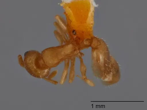 Temnothorax chandleri - UTEPENTO60002