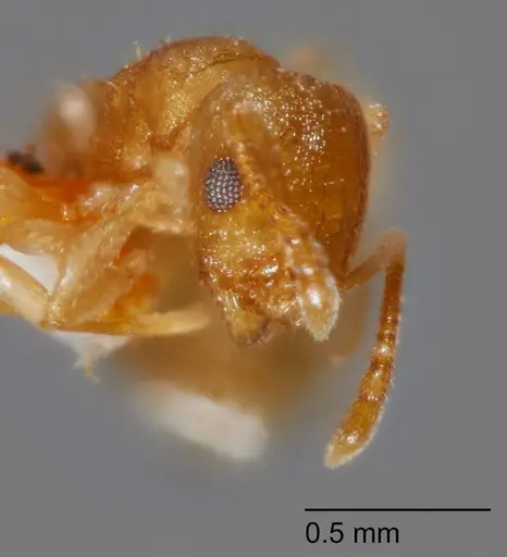 Temnothorax chandleri - UTEPENTO60002