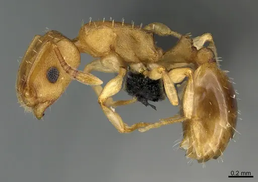 Temnothorax cokendolpheri specimen