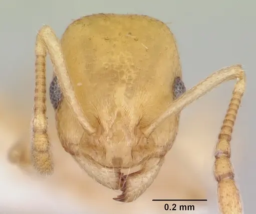 Temnothorax cokendolpheri - CASENT0103162