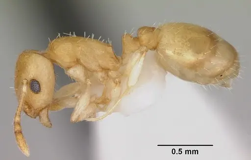 Temnothorax cokendolpheri - CASENT0103162