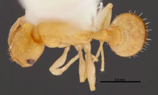 Temnothorax cokendolpheri - FMNHINS0000047973