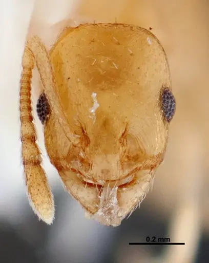 Temnothorax cokendolpheri - FMNHINS0000047973