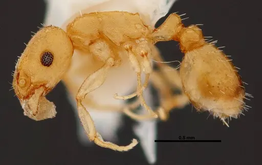 Temnothorax cokendolpheri - FMNHINS0000047973