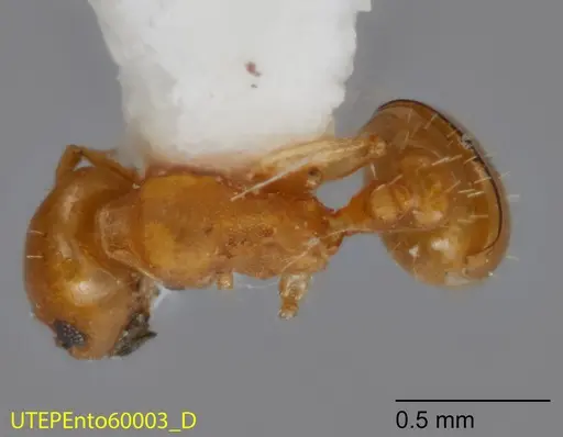 Temnothorax cokendolpheri - UTEPENTO60003