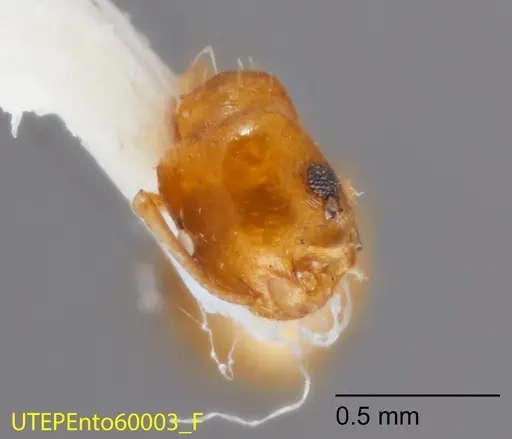 Temnothorax cokendolpheri - UTEPENTO60003