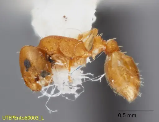 Temnothorax cokendolpheri - UTEPENTO60003