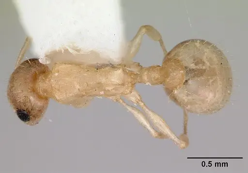 Temnothorax coleenae specimen