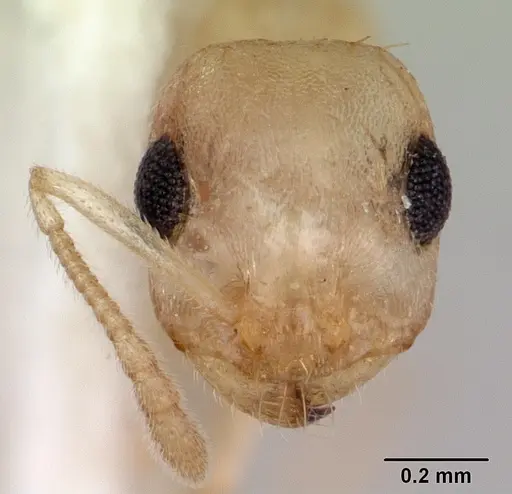 Temnothorax coleenae specimen