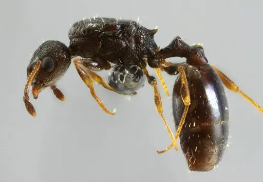 Temnothorax conatensis specimen