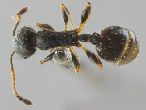Temnothorax conatensis - ANTWEB1032082