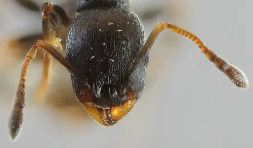 Temnothorax conatensis - ANTWEB1032082