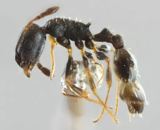 Temnothorax conatensis - ANTWEB1032082