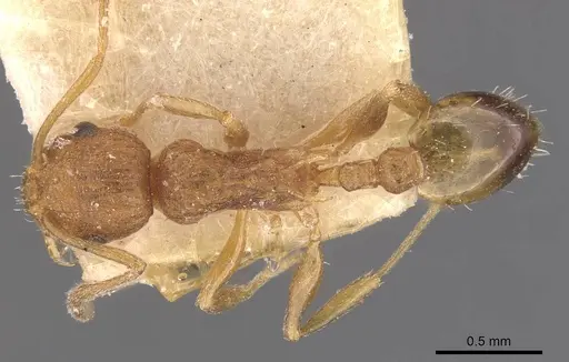 Temnothorax confucii specimen