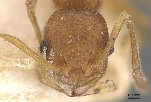 Temnothorax confucii specimen