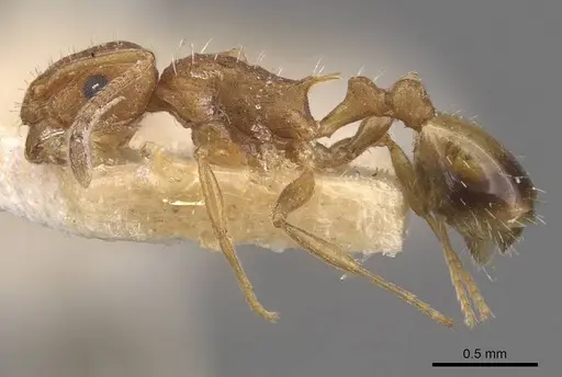 Temnothorax confucii specimen