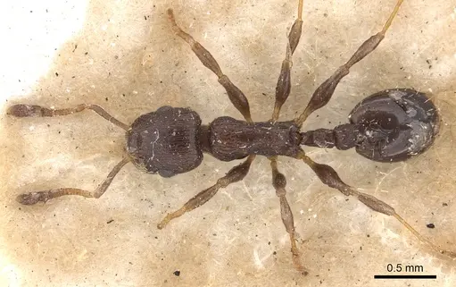 Temnothorax congruus specimen