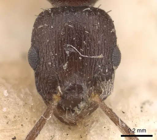 Temnothorax congruus specimen