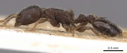 Temnothorax congruus - CASENT0901786