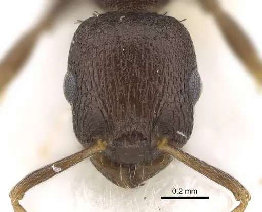 Temnothorax congruus - CASENT0922110