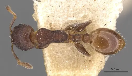 Temnothorax convexus specimen