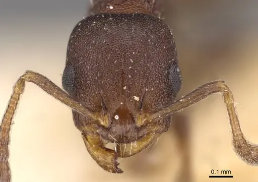 Temnothorax convexus specimen