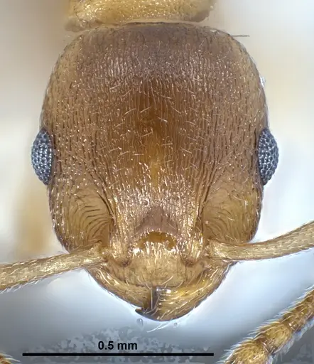 Temnothorax crasecundus specimen