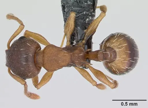 Temnothorax crassispinus specimen