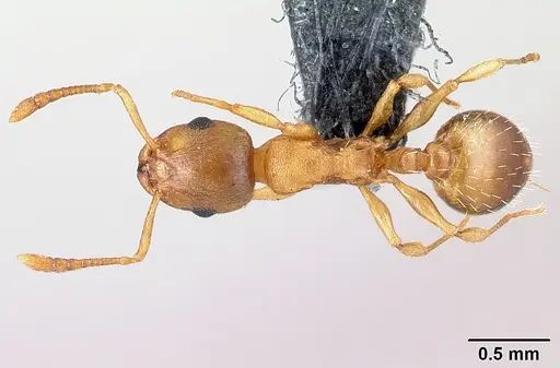 Temnothorax crassispinus - CASENT0179922