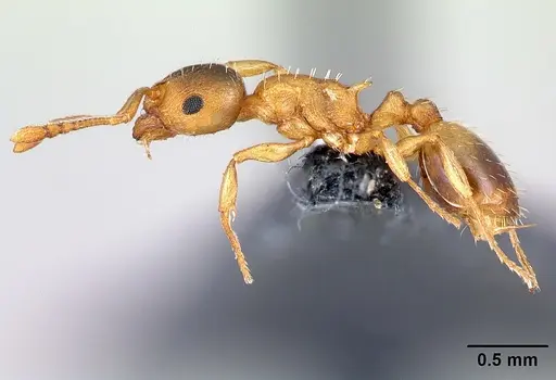 Temnothorax crassispinus - CASENT0179922