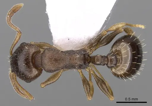 Temnothorax crassispinus - CASENT0906041