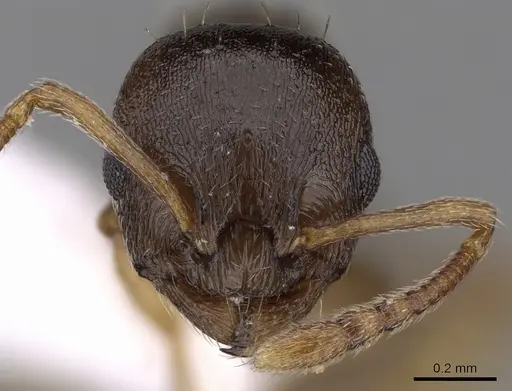 Temnothorax crassispinus - CASENT0906041